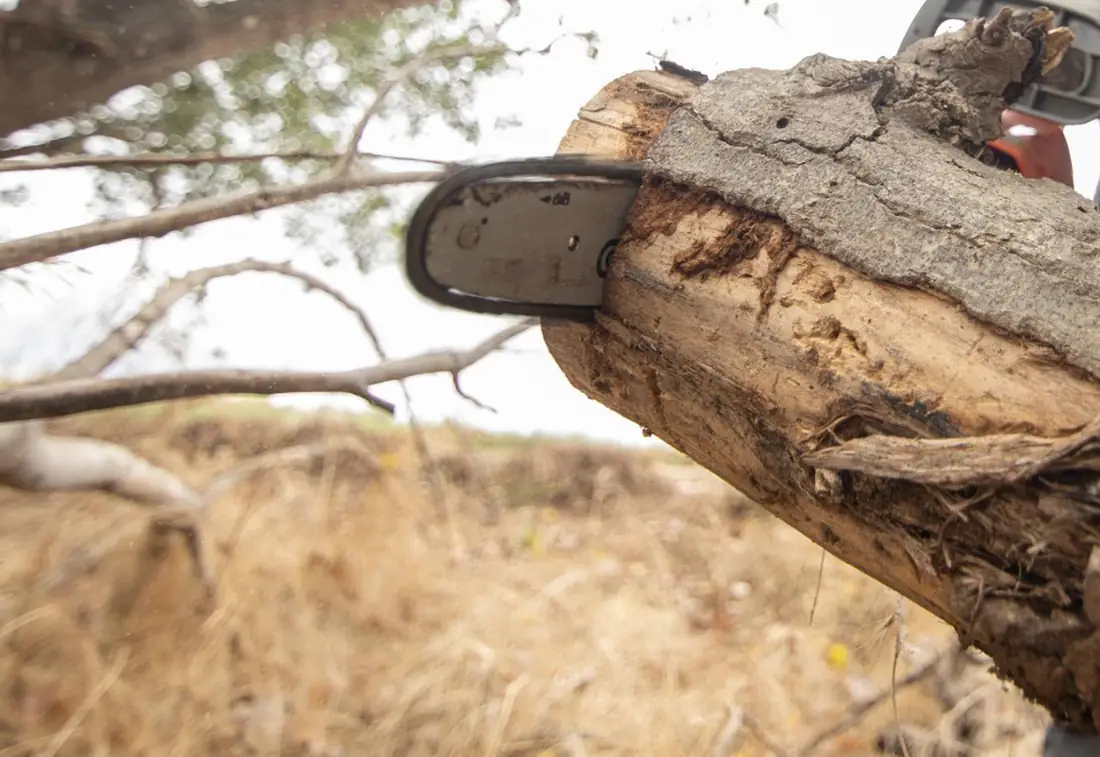 Motosierra cortando el tronco de un árbol