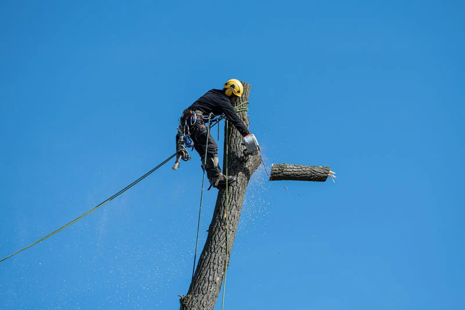 Arborista trabajando por trepa en la copa de un árbol, cortando el tronco por secciones