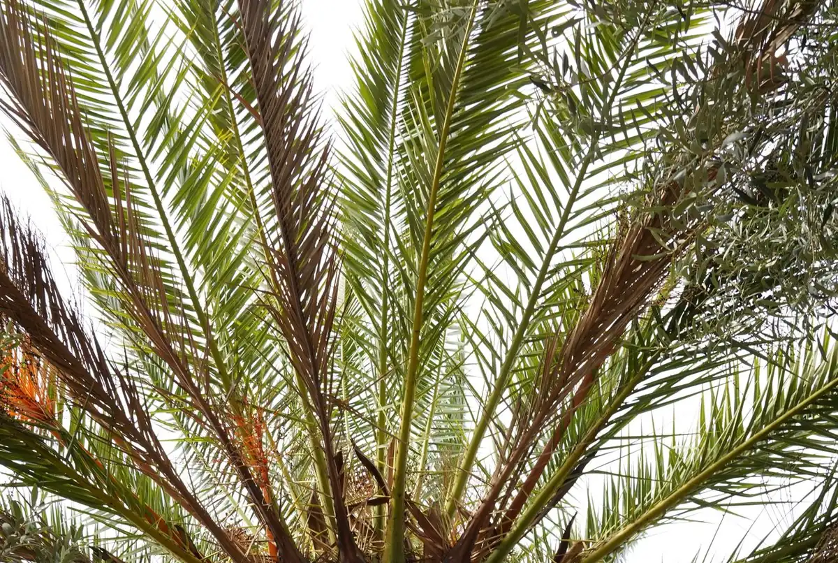 Palmera vista desde abajo con palmas secas colgando de la corona