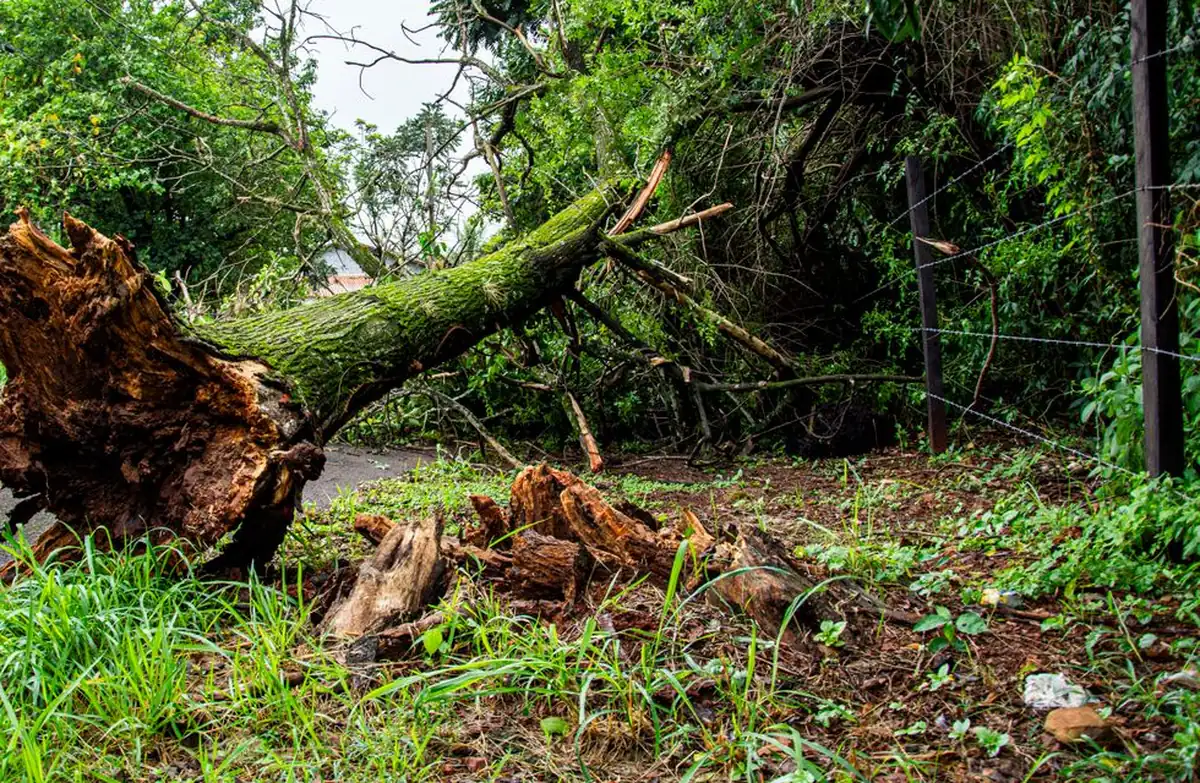 Árbol de gran porte caído tras un temporal, con el cepellón levantado