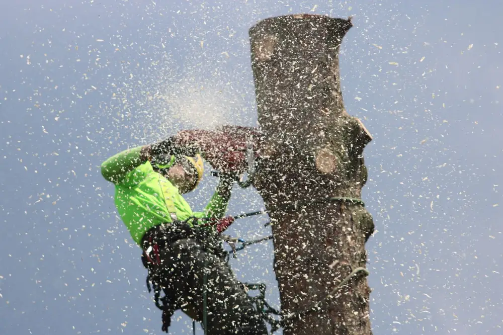 Arborista desmontando un árbol por secciones entre una nube de serrín